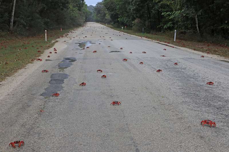 flying fish cove red crabs