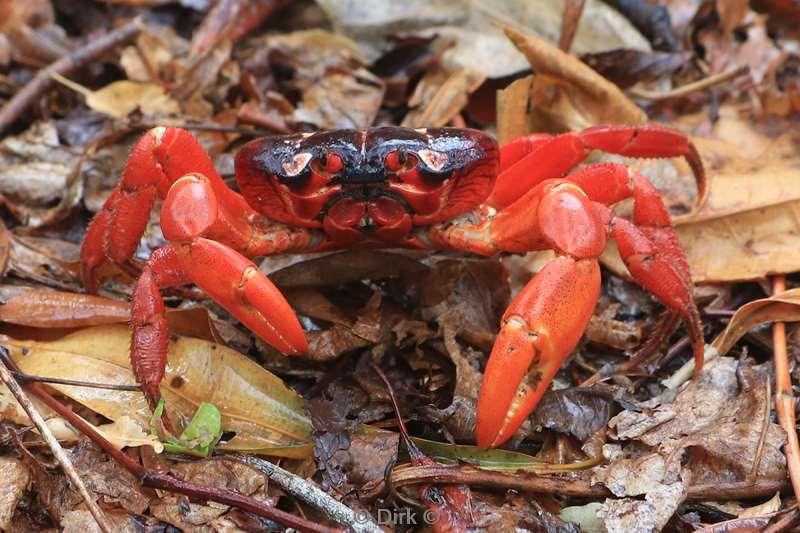 flying fish cove red crabs