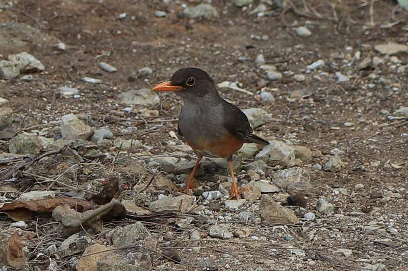 christmas island vogels