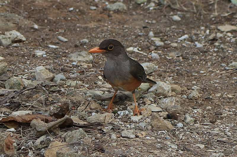 christmas island vogels