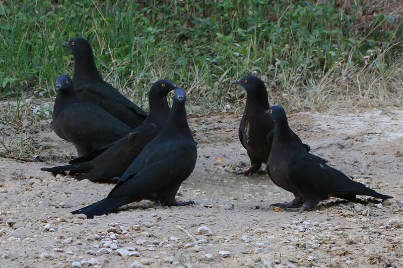 christmas island vogels