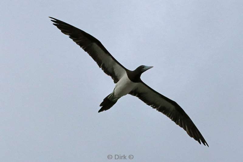 christmas island birds