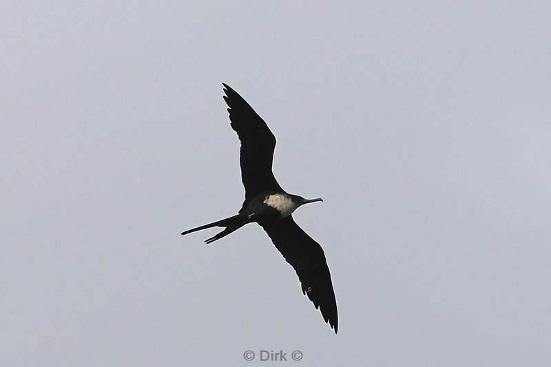 christmas island birds