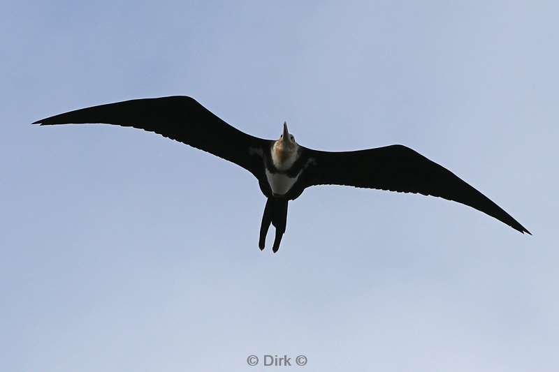 christmas island birds