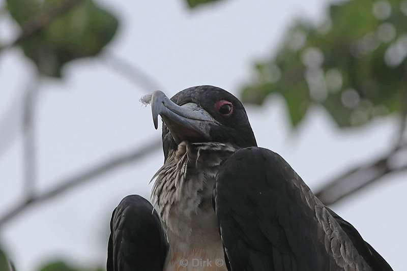 christmas island vogels