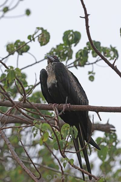 christmas island vogels