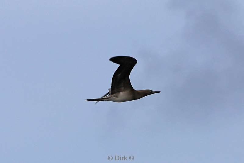 christmas island vogels