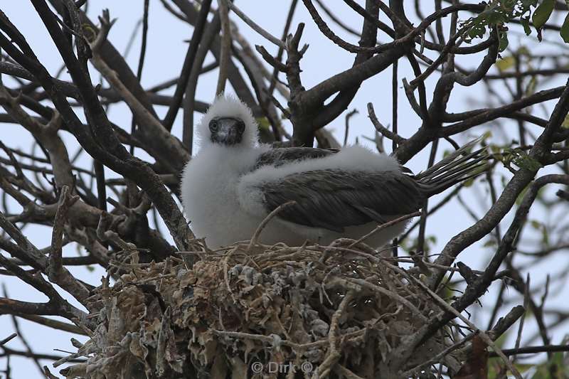 christmas island vogels