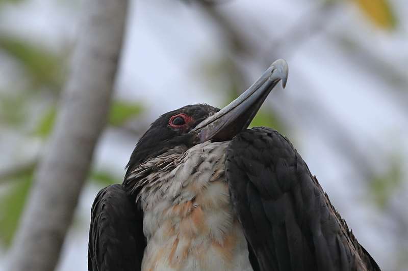 christmas island vogels