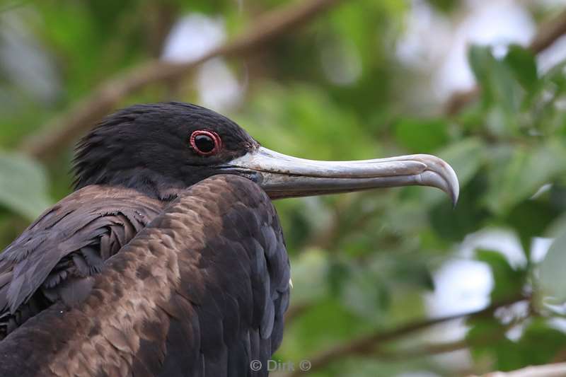 christmas island vogels