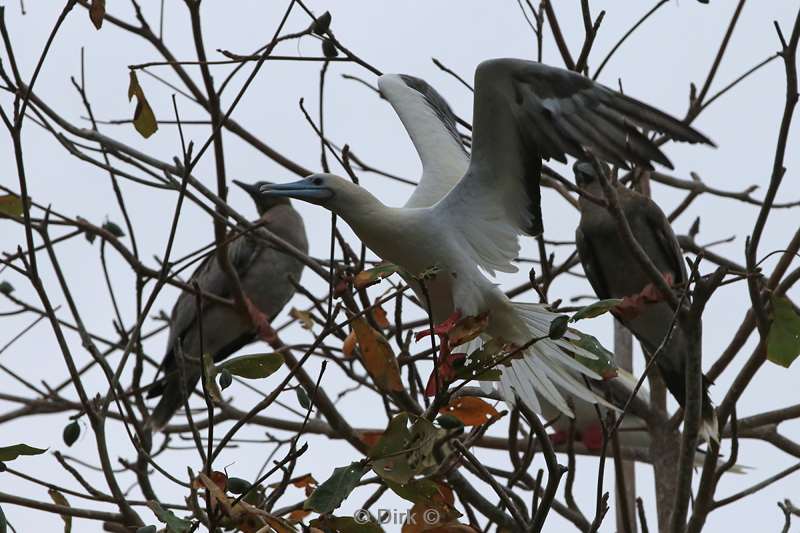 christmas island vogels