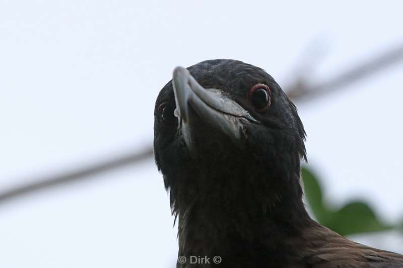 christmas island vogels