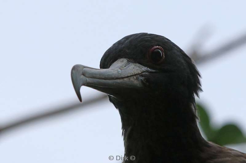 christmas island vogels