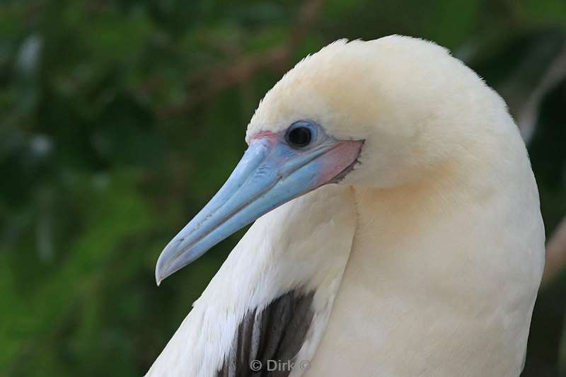 christmas island vogels