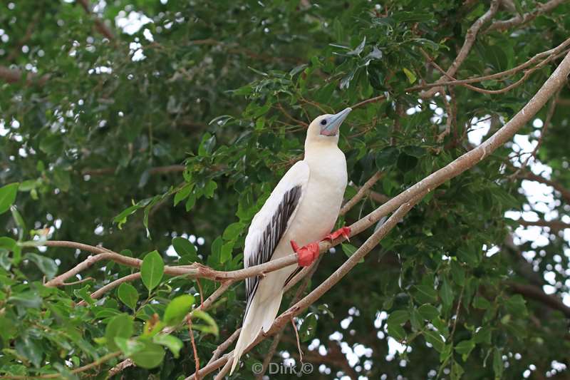 christmas island vogels