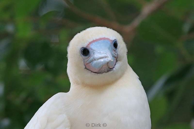 christmas island vogels