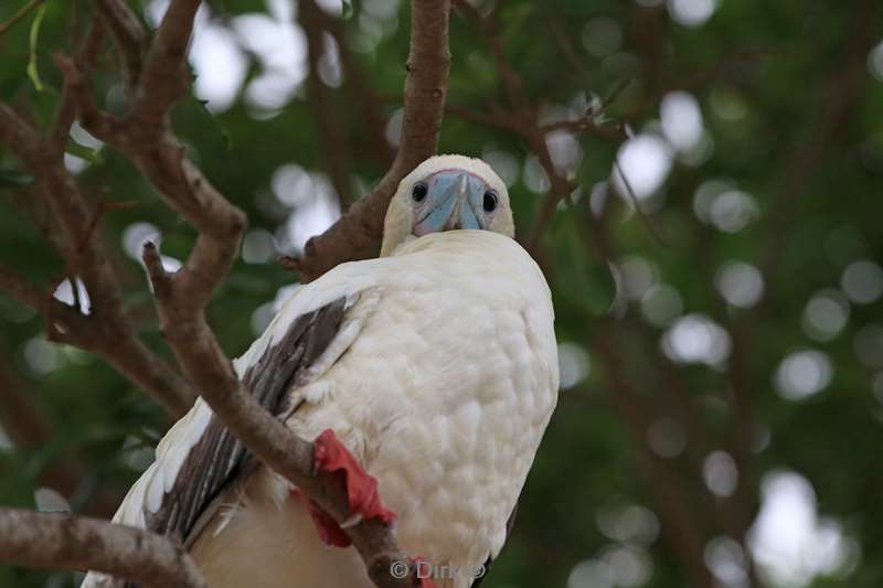 christmas island vogels