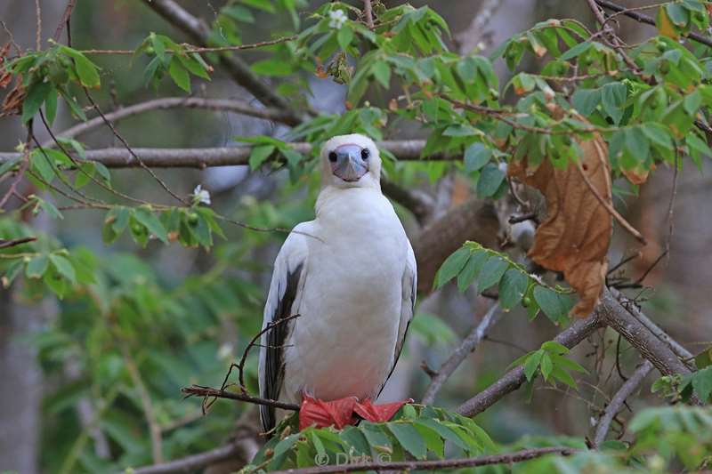 christmas island vogels