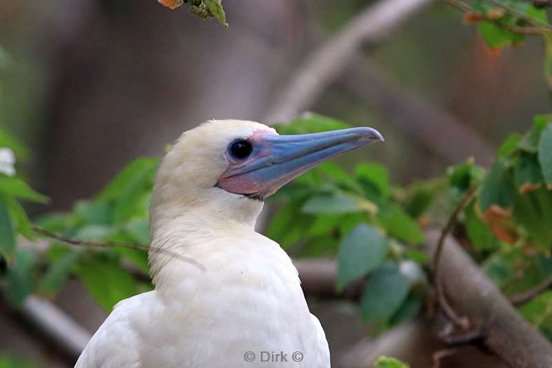 christmas island vogels