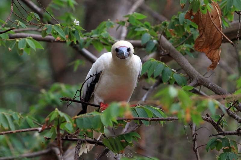 christmas island vogels