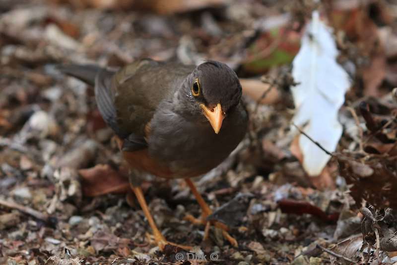 christmas island vogels