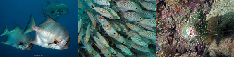 Costa Rica duiken batfish