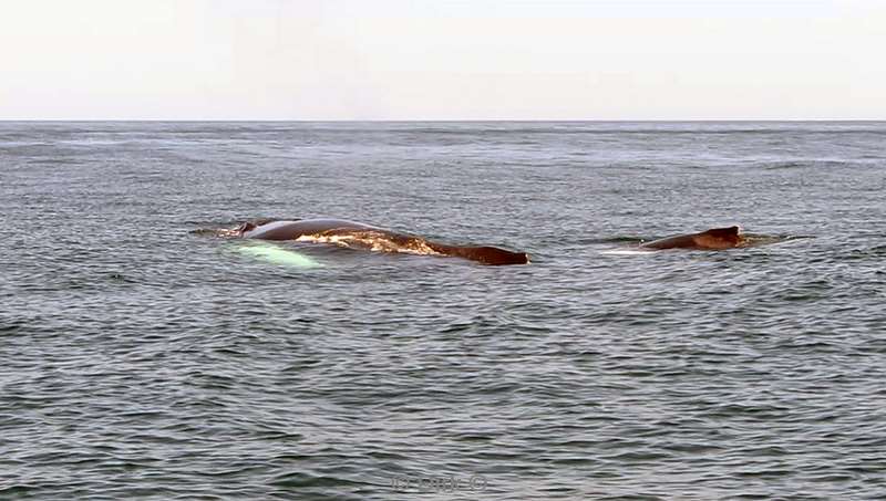 Costa Rica humpback whale