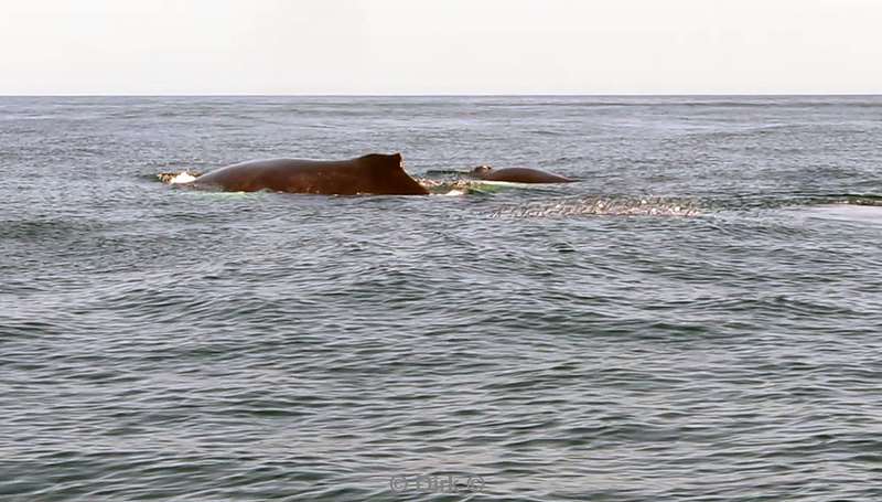 Costa Rica humpback whale