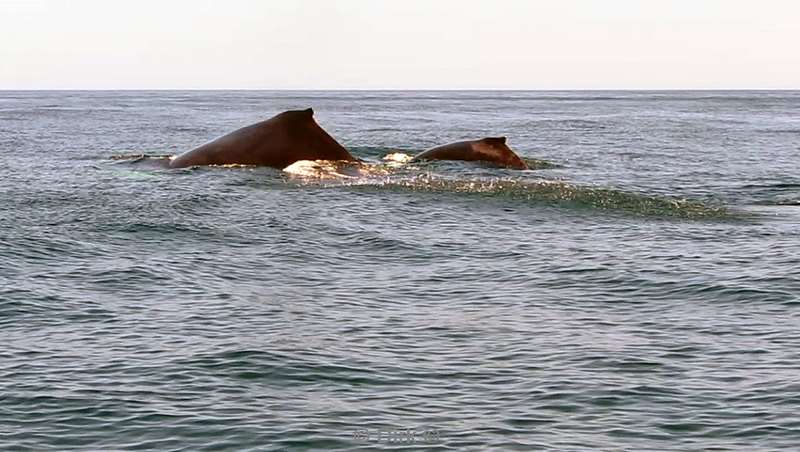 Costa Rica humpback whale