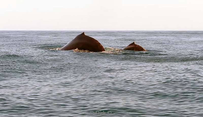 Costa Rica humpback whale