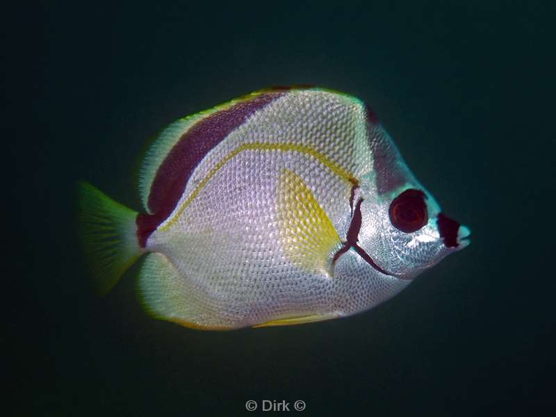 Costa Rica butterflyfish