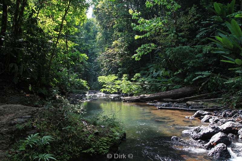 Costa Rica jungle nature reserve Corcovado