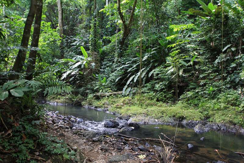 Costa Rica jungle nature reserve Corcovado