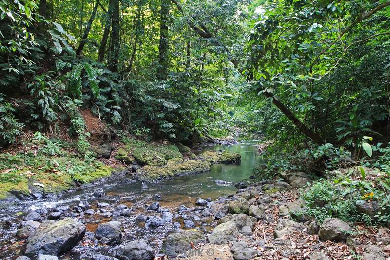 Costa Rica jungle nature reserve Corcovado