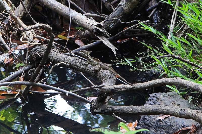 Costa Rica lizard nature reserve Corcovado mangrovebossen