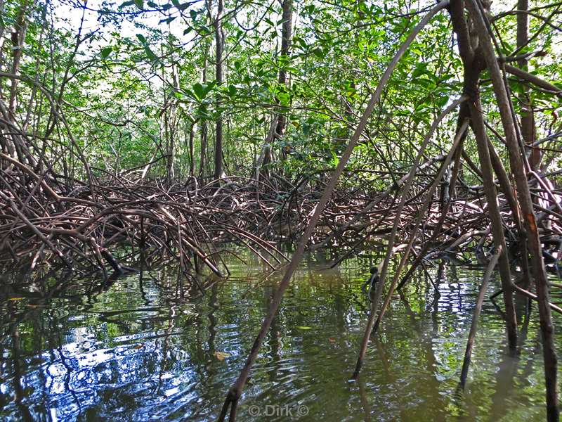 Costa Rica nature reserve Corcovado mangrovebossen
