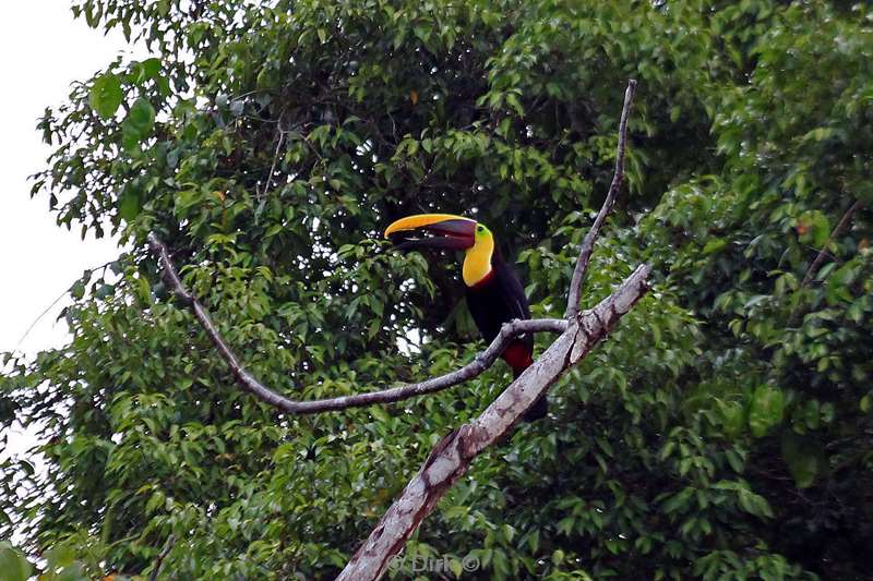 Costa Rica toekan nature reserve Corcovado