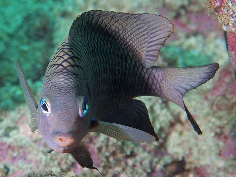 Costa Rica damselfish