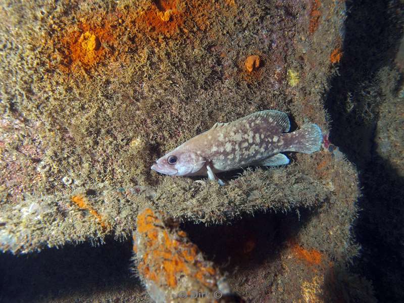 Costa Rica fish