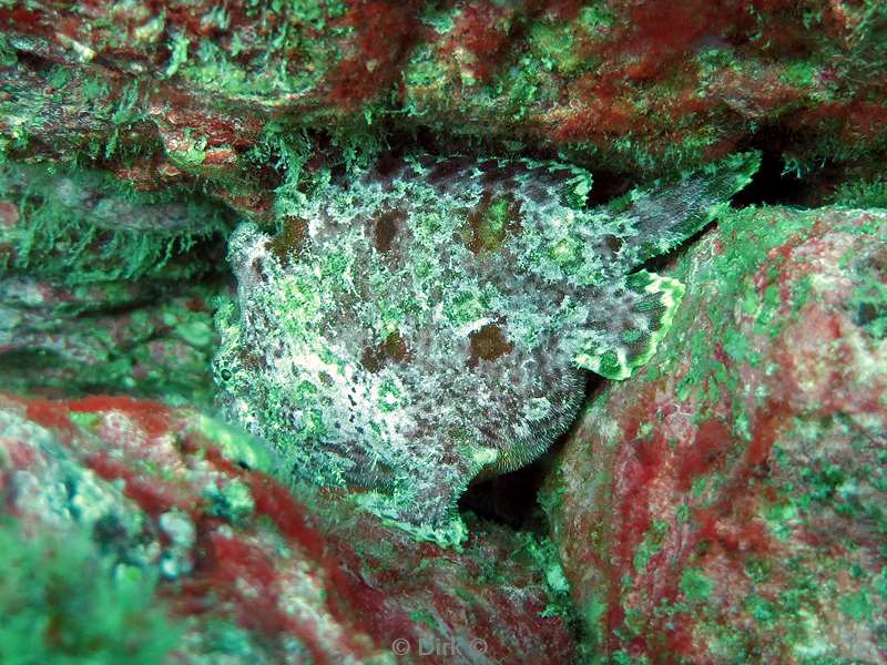 Costa Rica frogfish