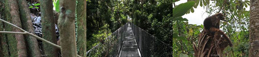 Costa Rica hanging bridges arenal
