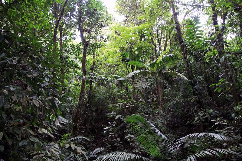 Costa Rica hanging bridges jungle