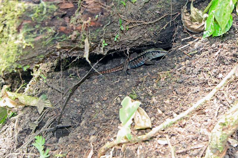 Costa Rica hanging bridges lizard