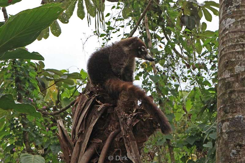 Costa Rica hanging bridges nose bears