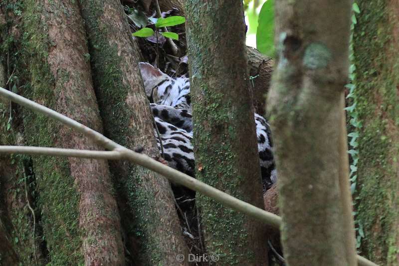 Costa Rica ocelot