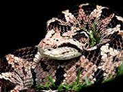 jumping pitviper adder