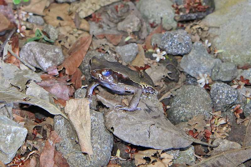 Costa Rica La Fortuna frog tour