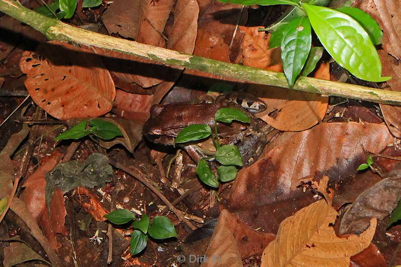 Costa Rica La Fortuna frog tour