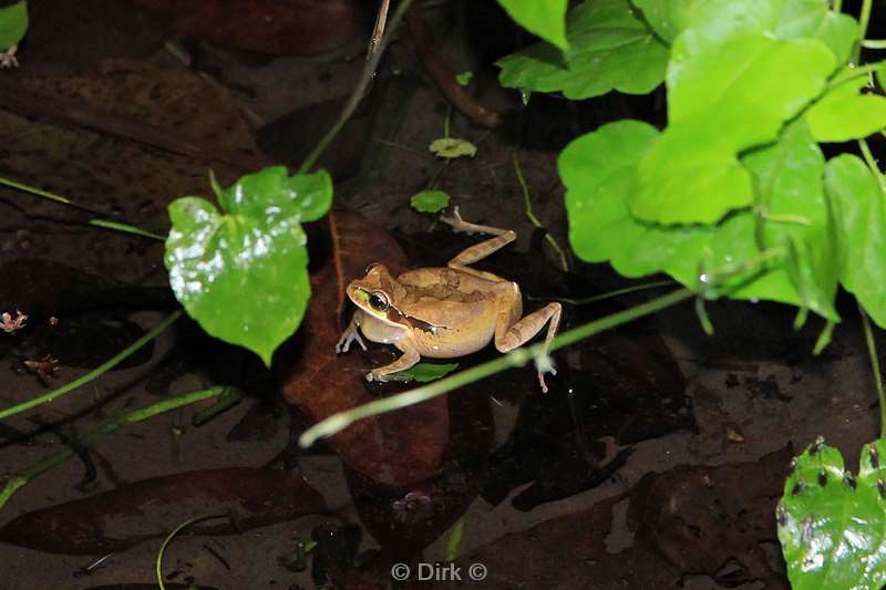 Costa Rica La Fortuna frog tour