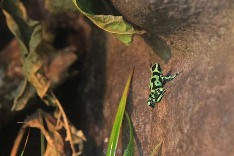 Costa Rica La Fortuna frog tour